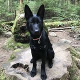 Hoping to Connect with Vancouver, British Columbia Dog Caregiver