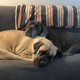 Pet Sitting Wanted in Prospect Bay