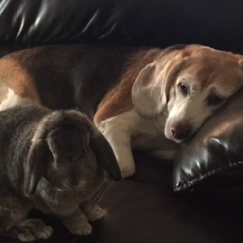 Pet Care Provider Rosanne M's Profile Picture