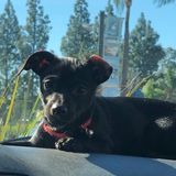 I love to take care your pets in Covina, California