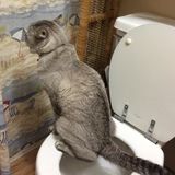 Here I am you can stop looking pet sitting job