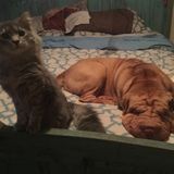 Available: Knowledgeable Pet Sitting in Baldwin