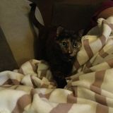 Looking for a Dog Sitting Opportunity in Conception Bay South