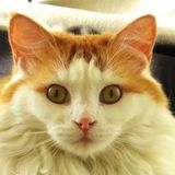 Vancouver Animal Caregiver Seeking Being Hired