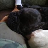 Culver City's Number One FurBaby Sitter