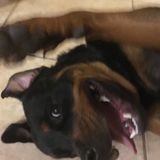 Caring and experienced pet sitter!