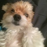 Friendly Pet Care Provider