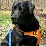 Professional and Reliable Dog Walking Available