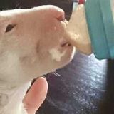 Dedicated and Loving Petsitter in Arlington