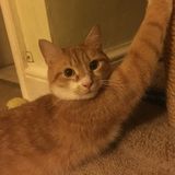Feline pet sitter in Northern Delaware