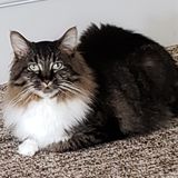 Little Falls, Minnesota, in need of sitter for my cat