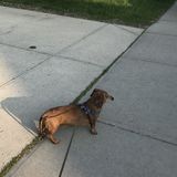 Calgary Pet Groomer Posting