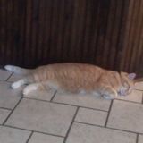 Seeking El Reno Pet Sitting Jobs