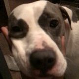 Interested In Columbus Animal Lover Jobs