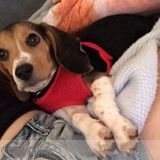 Seeking a reoccurring sitter for my 3-month-old beagle puppy!