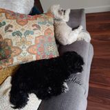 Two Pups Need An Occasional Potty Break