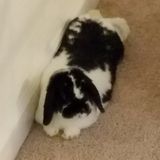 Caring Bunny sitter needed