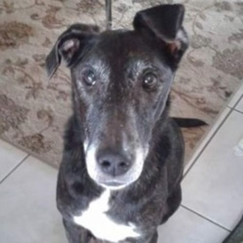 Pet Care Job Gina Tamayo's Profile Picture