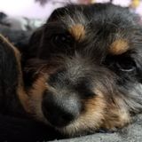 Pet Sitter