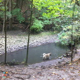 Energetic and Experienced Dog Walker In Midtown Toronto