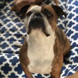 Looking For an Animal Lover Job in Wareham