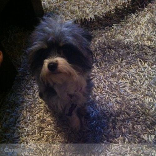 House Sitter Provider Linda N's Profile Picture