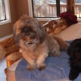 I would love to babysit your fur babies and feathered friends