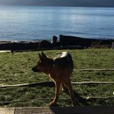 Nanny for 2 kids Needed in Tsawwassen