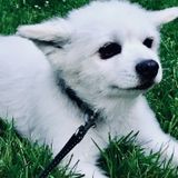 Recently lost my own long time furry companion; would love to devote that same time, energy & joy to others now!