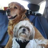 Your pet's favourite sitter !