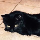 Pet sitter needed in July for 8 visits for two cats-Super easy job.