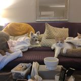 Passionate Pet Service Provider Available Immediately