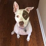 Georgetown Pet Sitter Looking For Being Hired