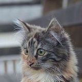 For Hire: Caring Pet Sitter in Watervliet