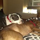 Pet Loving Dog Walker In Rockledge Florida