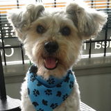 Dog Groomer