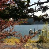 Professional Affordable Gardening/Landscaping/Yard works (Greater Vancouver)