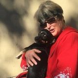 Experienced & Caring Pet sitter looking For Job Opportunities