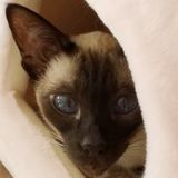 Opportunity: 2 Beautiful cats need a sitter