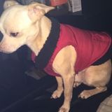 Searching for a Pet Carer Job in Huntsville, Texas
