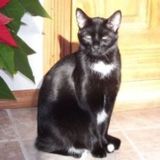 Caring Pet Sitter