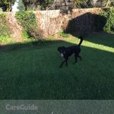 Pet sitting for my 1.5 year old female lab