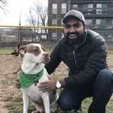 Looking to help someone with their dogs