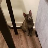 Kittens needing pets/play/treats