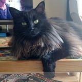 Time and patience, my cats are a little skidish