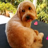 Qualified Petsitter,Dog Groomer for Your Home