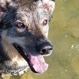 Summer Dog Walking Available