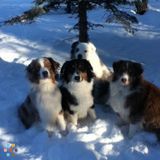 Dog Training/Walking services - Airdrie, AB