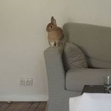 Houston, Texas Rabbit Sitter Job