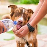 Richmond Hill Petsitter Looking For Job Opportunities